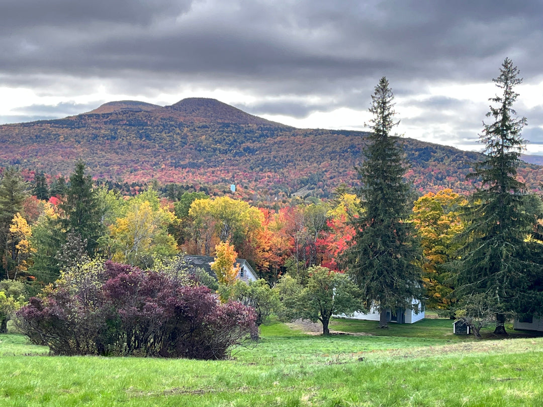 Peak fall color across the mountains south of Tannersville, New York, with a white farmhouse and tall spruces below the ridge under an overcast October sky.