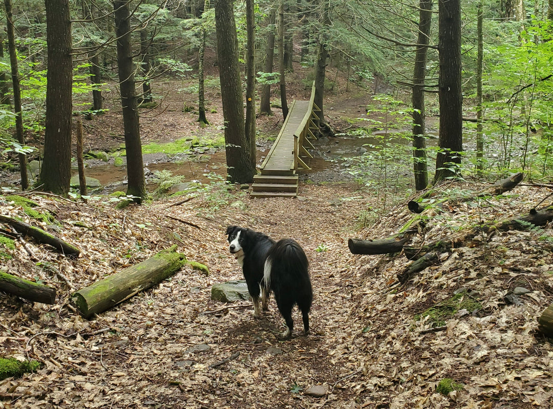Tranquil Trails Near Tannersville: Quiet Escapes into Nature