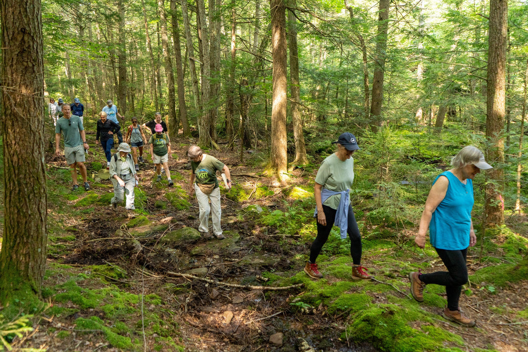 A line of hikers walking the wooded section of the Cortina Connector in dappled light