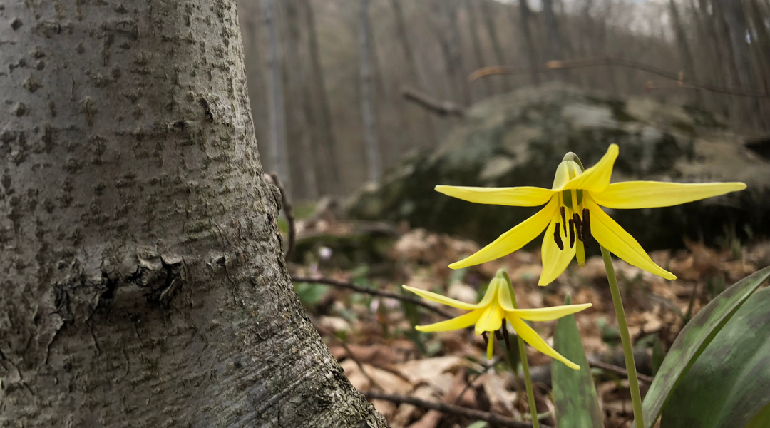 Spring Wildflowers in the Catskills: Nature’s Gentle Reminder