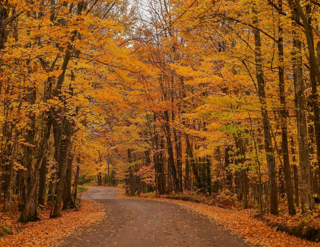 Road through yellow autumn leaves.