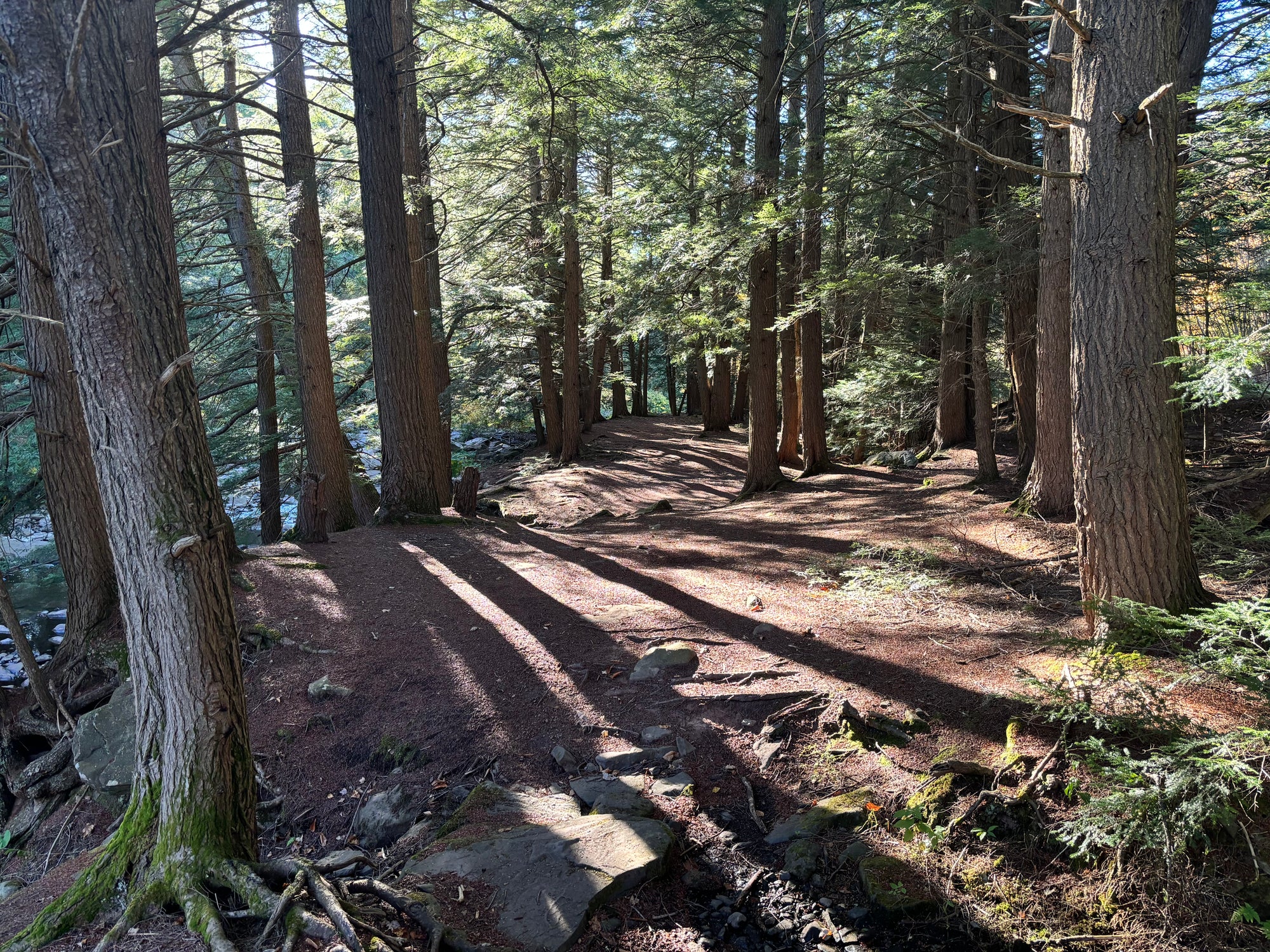 A sun-dappled forest path lined with tall trees, along the Huckleberry Rail Trail - West in Tannersville, NY, with shadows stretching across the brown forest floor.