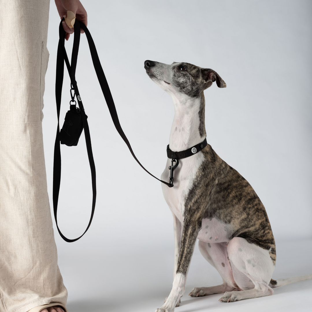 Pitch Black Dog Leash