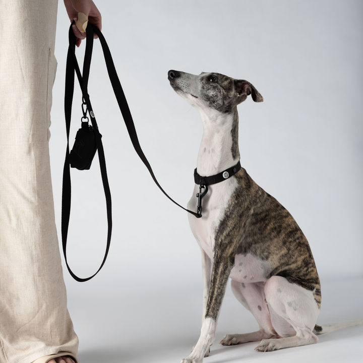 Pitch Black Dog Leash