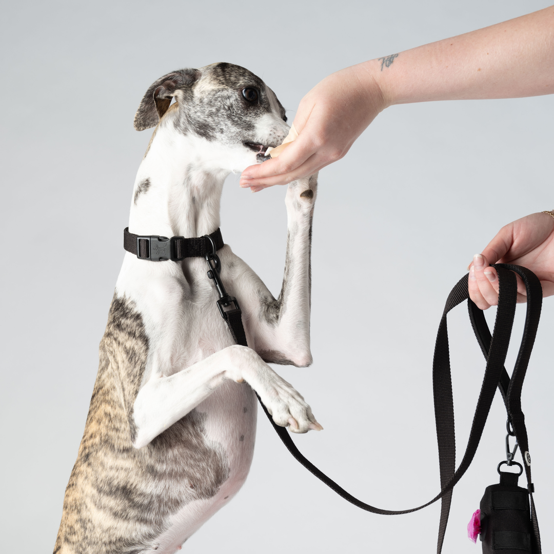 Pitch Black Dog Collar