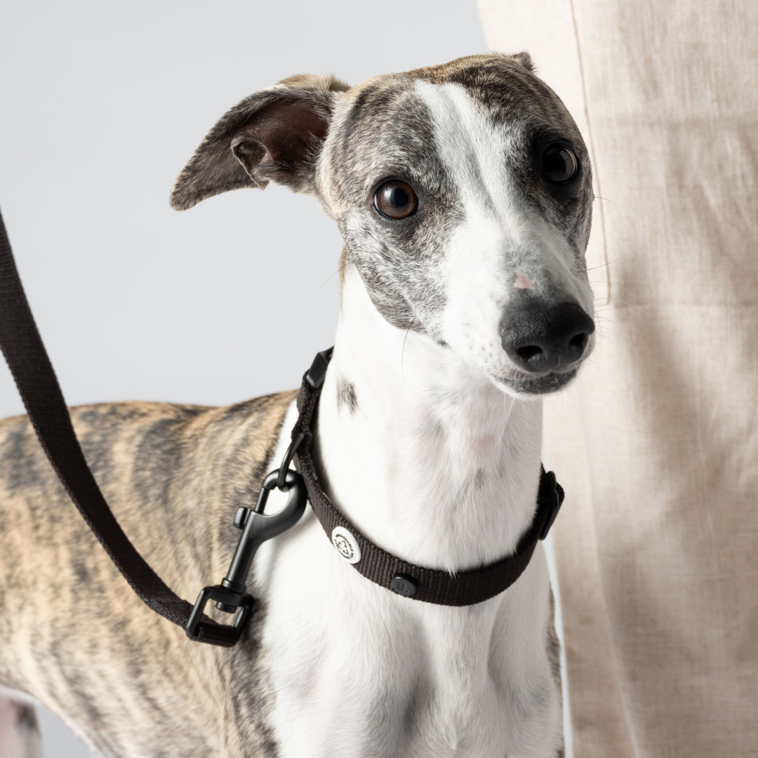 Pitch Black Dog Collar