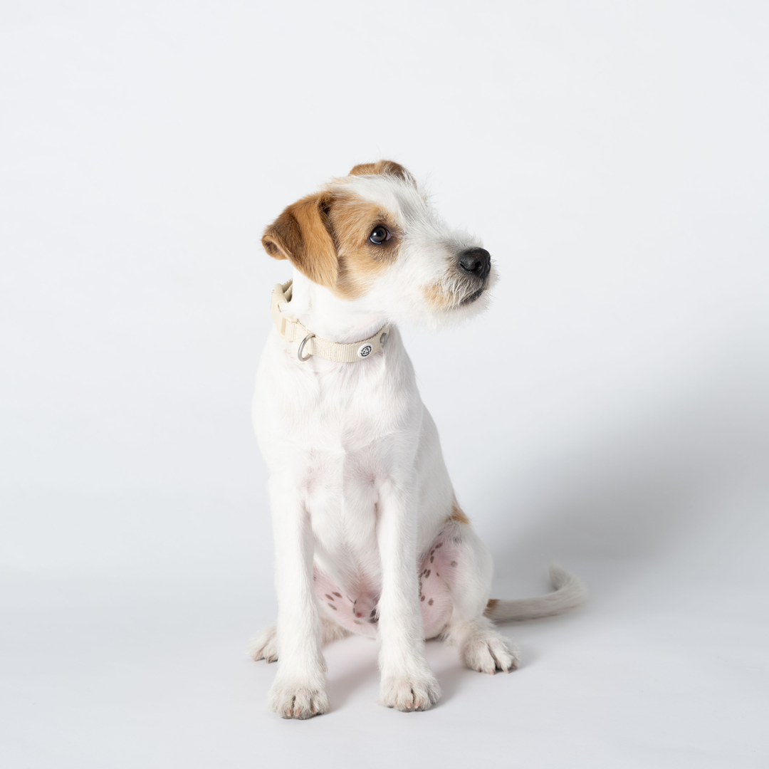 Sand Dog Collar